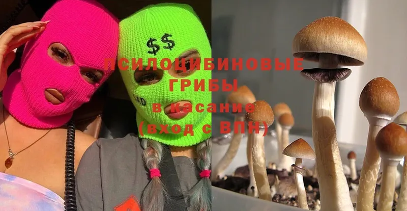 купить   Добрянка  Галлюциногенные грибы Cubensis 